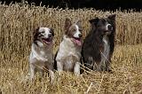 BORDER COLLIE 1085
